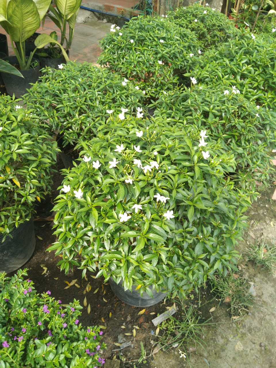 Cảnh quan Bảo Ngọc - Thi công cảnh quan tại Tây Ninh